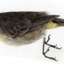 Unknown Bird 2